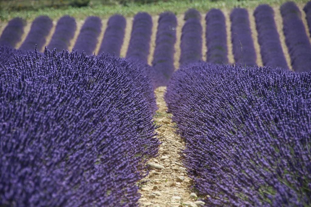 Auberge Des Toques Pégomas المظهر الخارجي الصورة